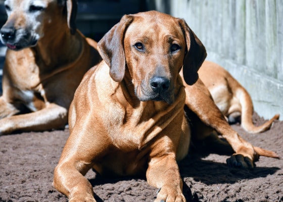 Ridgebackdog's tweet photo. Unsere Amy 🐕 erwartet ihre ersten Welpen (N-Wurf). Mitte Juli ist es so weit. Wir freuen uns 😍.
https://t.co/PMsvhqc0fe https://t.co/COxlTGRwZk