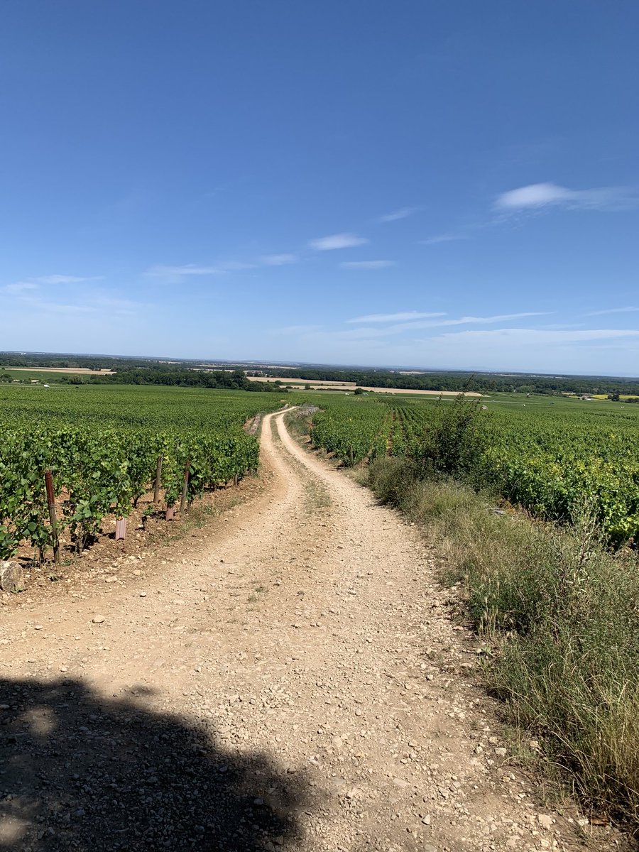 DavidGleave56's tweet photo. Laticieres on the right, Le Chambertin on the left.  Special land.  DG https://t.co/2mxNW9ojJI
