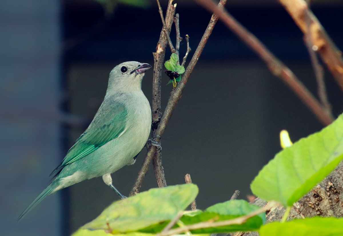 PhotoSingle's tweet photo. 𝑭𝒓𝒐𝒎 𝒎𝒚 𝒘𝒊𝒏𝒅𝒐𝒘:
Sayaca Tanager
Sanhaçu-cinzento
#Birdwatching #birds #birdphotography #birdtwitter #TwitterNatureCommunity #nature #Tanager #NaturePhotography #bird #Brazil #BlackBerry
#Sayaca #Isolation #mywindow https://t.co/lGnyZf1ttU