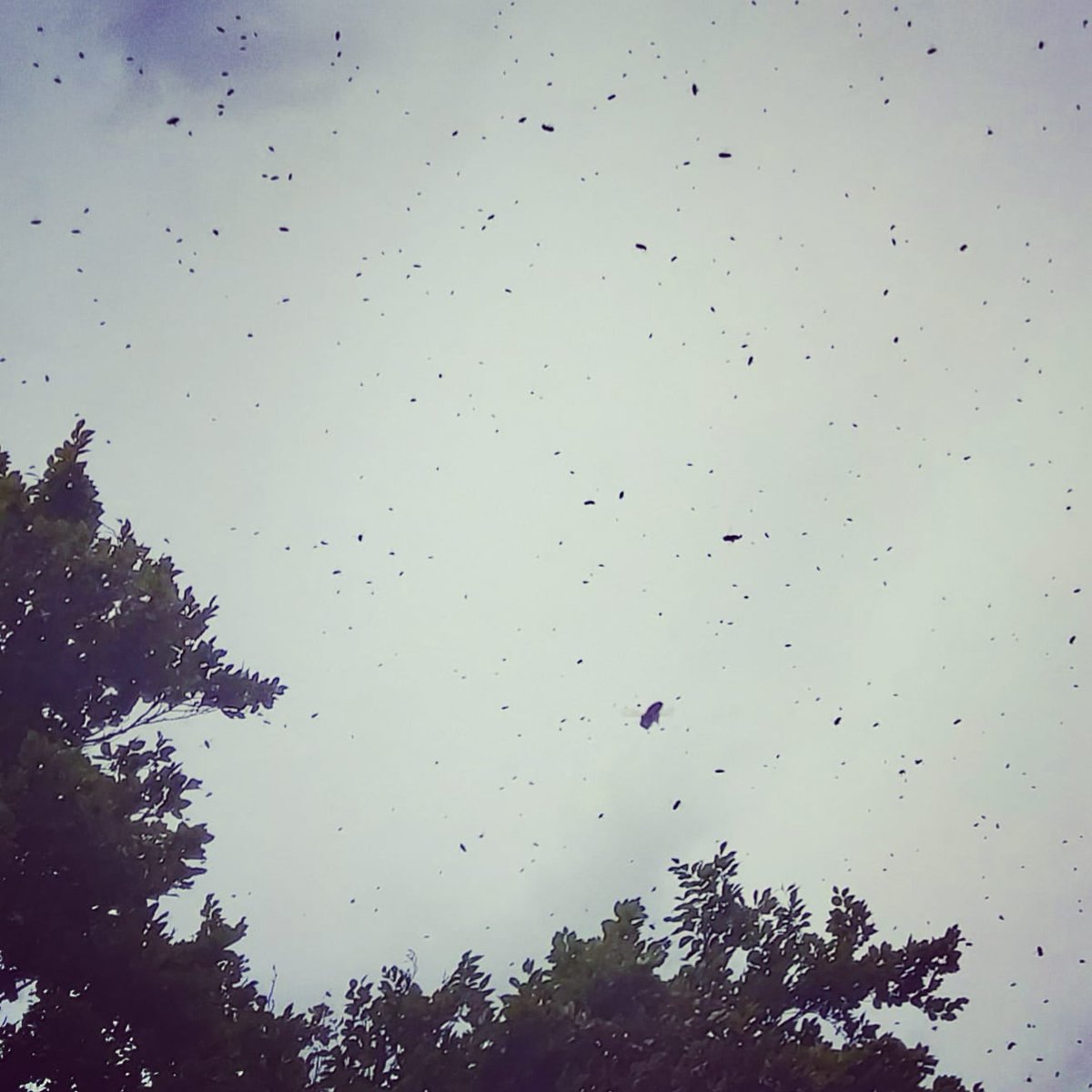 GeorgianCottage's tweet photo. Our colony of wild honey bees have just swarmed for the second time this year! #beeswarm #bees🐝 #treebees #newqueenbee #offtonewhome #stampdutyfree https://t.co/tGhsQIDCPI