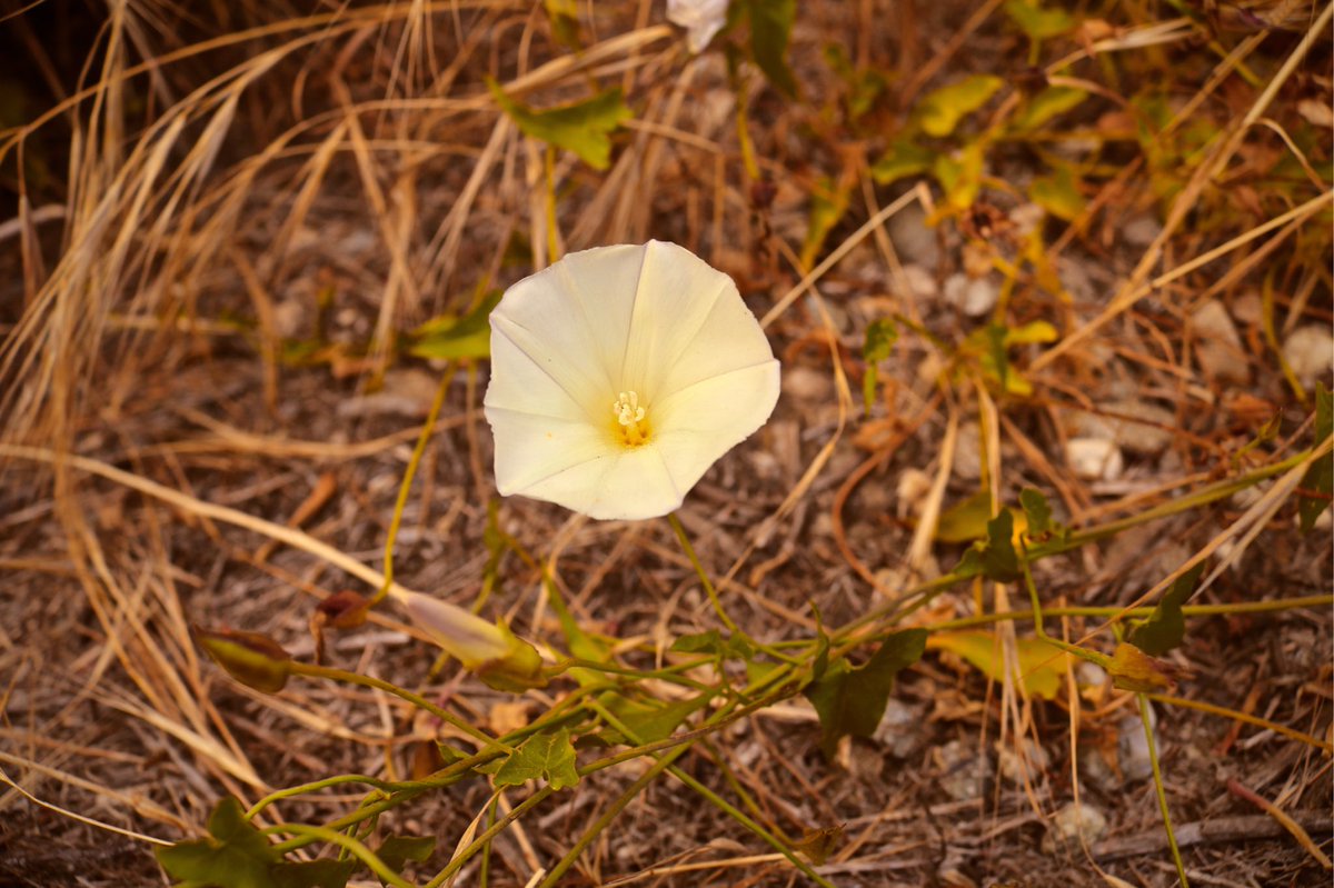 CA_Nature_Photo's tweet photo. Tiny beauty 💕 #flower #poppy #Hollywood #HollywoodReservoir #LosAngeles #Cali #California #SoCal #nature #photography #naturephotography #art #CaliforniaNature #Etsy #Etsyshop #printableart #downloadableart #affordableart #linkinbio 📷 https://t.co/oYqvMxz4jo