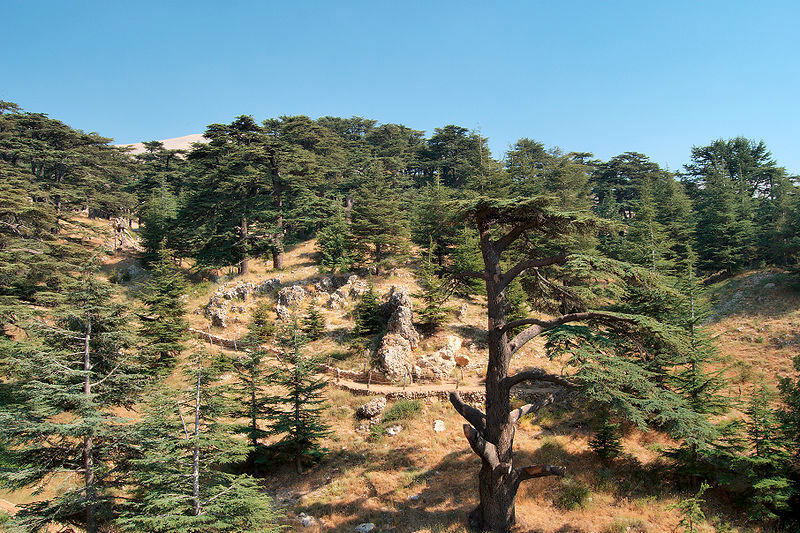 Cedrus libani, the Cedar of Lebanon, can grow 130 feet high with a trunk 8 feet in diameter. And more importantly, its trunk grows straight. These cedars were one of Lebanon’s most important exports in ancient times.