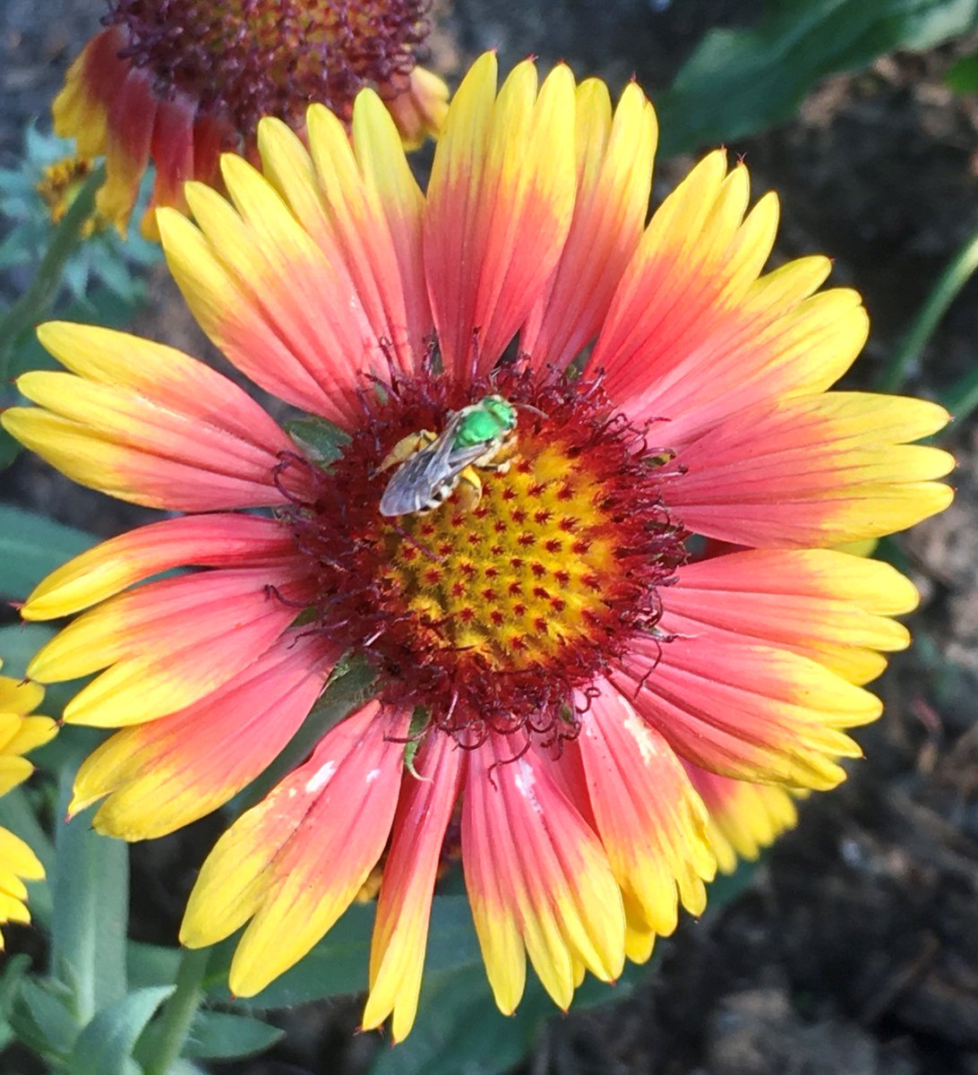 The @cityoftoronto official bee - Green Metallic Sweat Bee - visited our new pollinator garden toronto.ca/services-payme… #pollinateTO