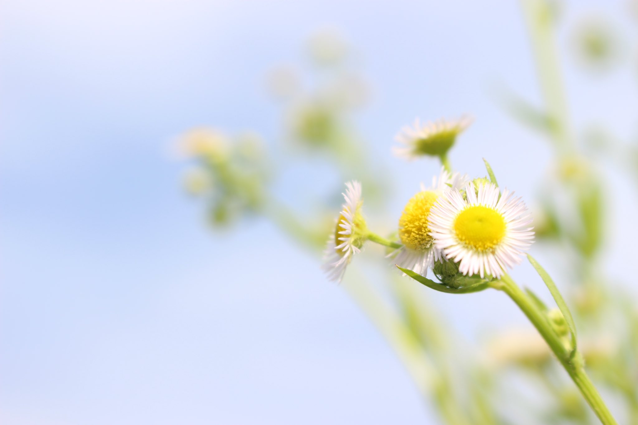 むぎ 花を撮る時 明るいのも好きだけど 暗いのも好き Tlを花でいっぱいにしよう 晴天を願って これ以上被害が大きくなりませんように T Co Vqhktnvbz9 Twitter