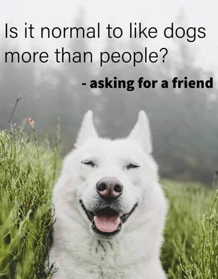 charitypaws's tweet photo. I say YES!!!! --->>>> Is it normal to like dogs more than people? - asking for a friend.
#dwaa #dogfriendly #dogbloggers #dogwriters #dogs #pets #petsarefamily #likedogsmorethenpeople #friends via @DWAA_US https://t.co/7HmgzL2cju