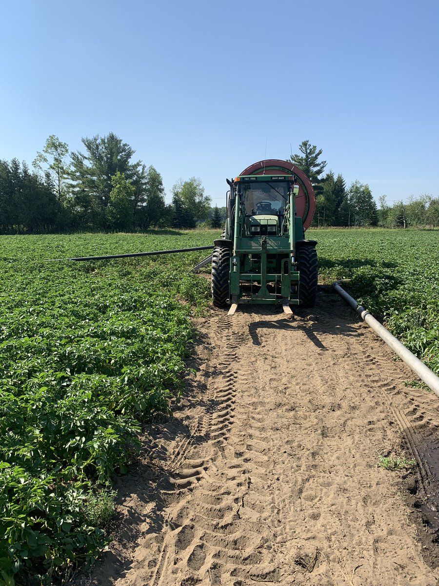 Trying to keep these spuds growing on the sand in this heat!
