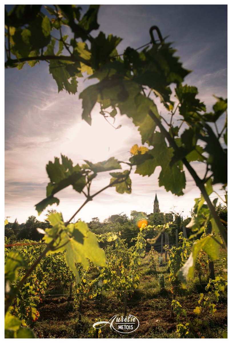 metoisaurelie's tweet photo. #StayinFrance #MagnifiqueFrance #Landscape #Wineland #Summertime https://t.co/HWDobPbLtI