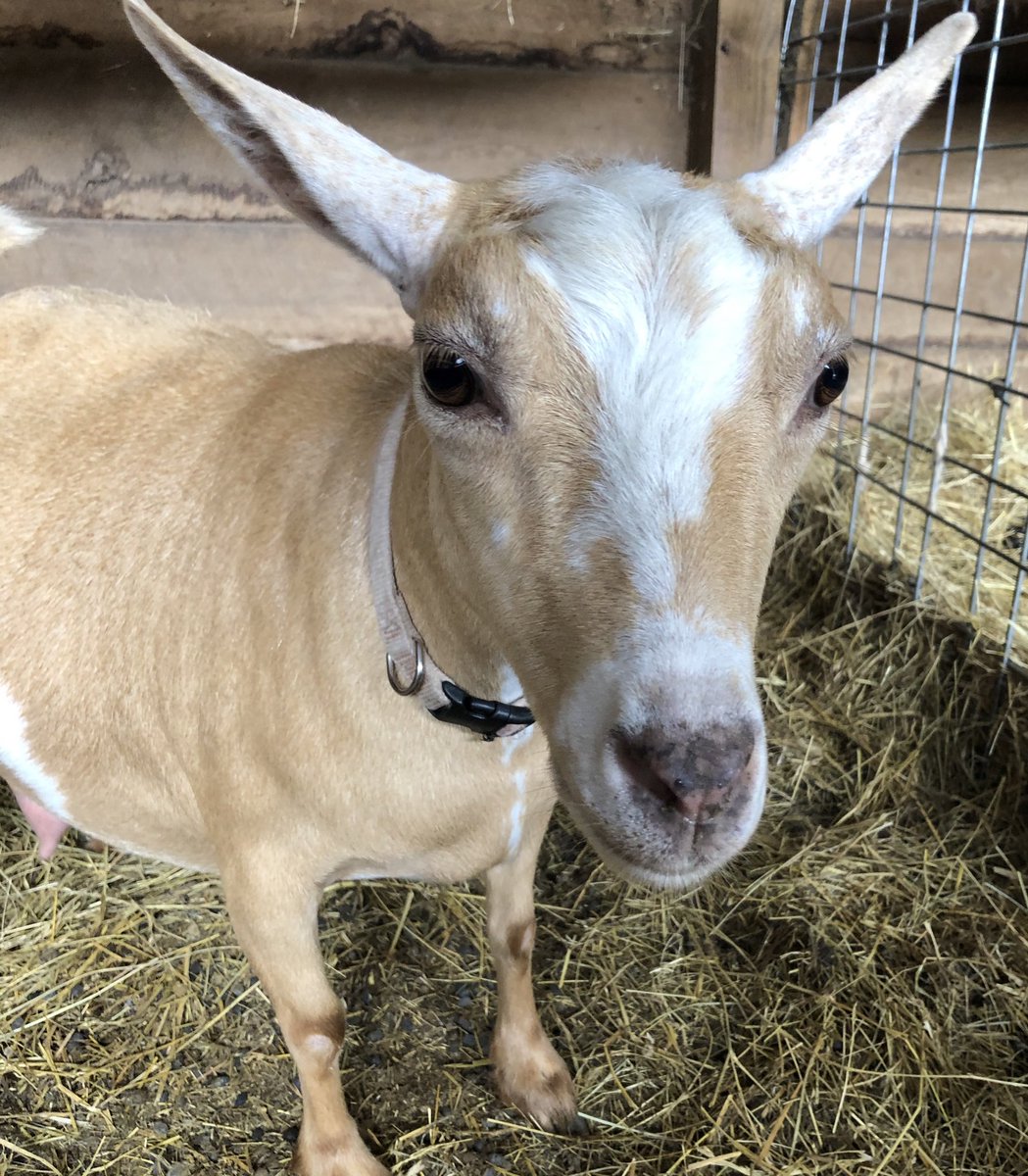 This is Nova. She’s preggers. She’s also super precious and a great goat mom.