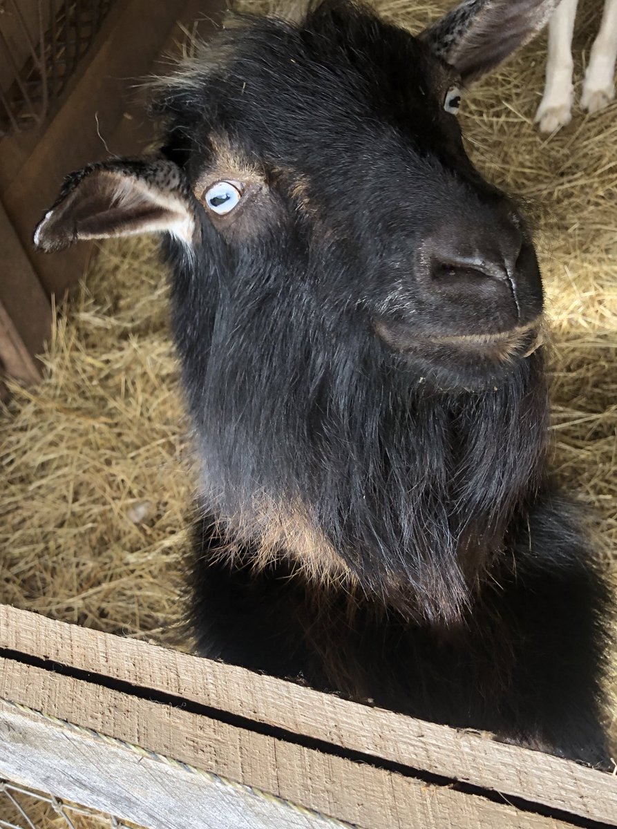 This is the rascal that got her into her delicate condition. He took his shot about five months ago when another goat busted the gate open. Only took him about thirty seconds to get the deed done. Not sure if he deserves applause or boos for that.
