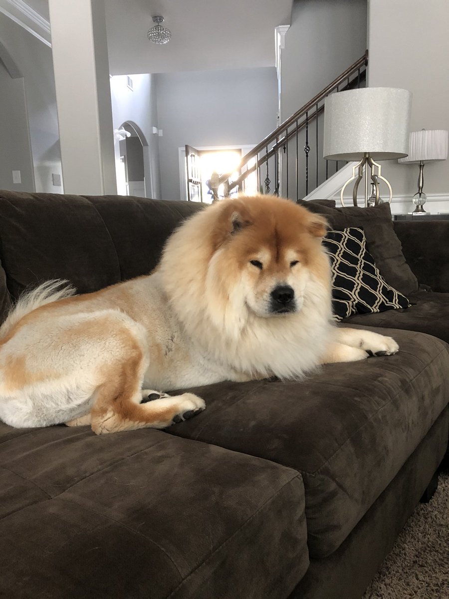 dougcoleworld's tweet photo. The perfect haircut doesn’t exi.... 
🦁🦁 https://t.co/ljZyda5TXj