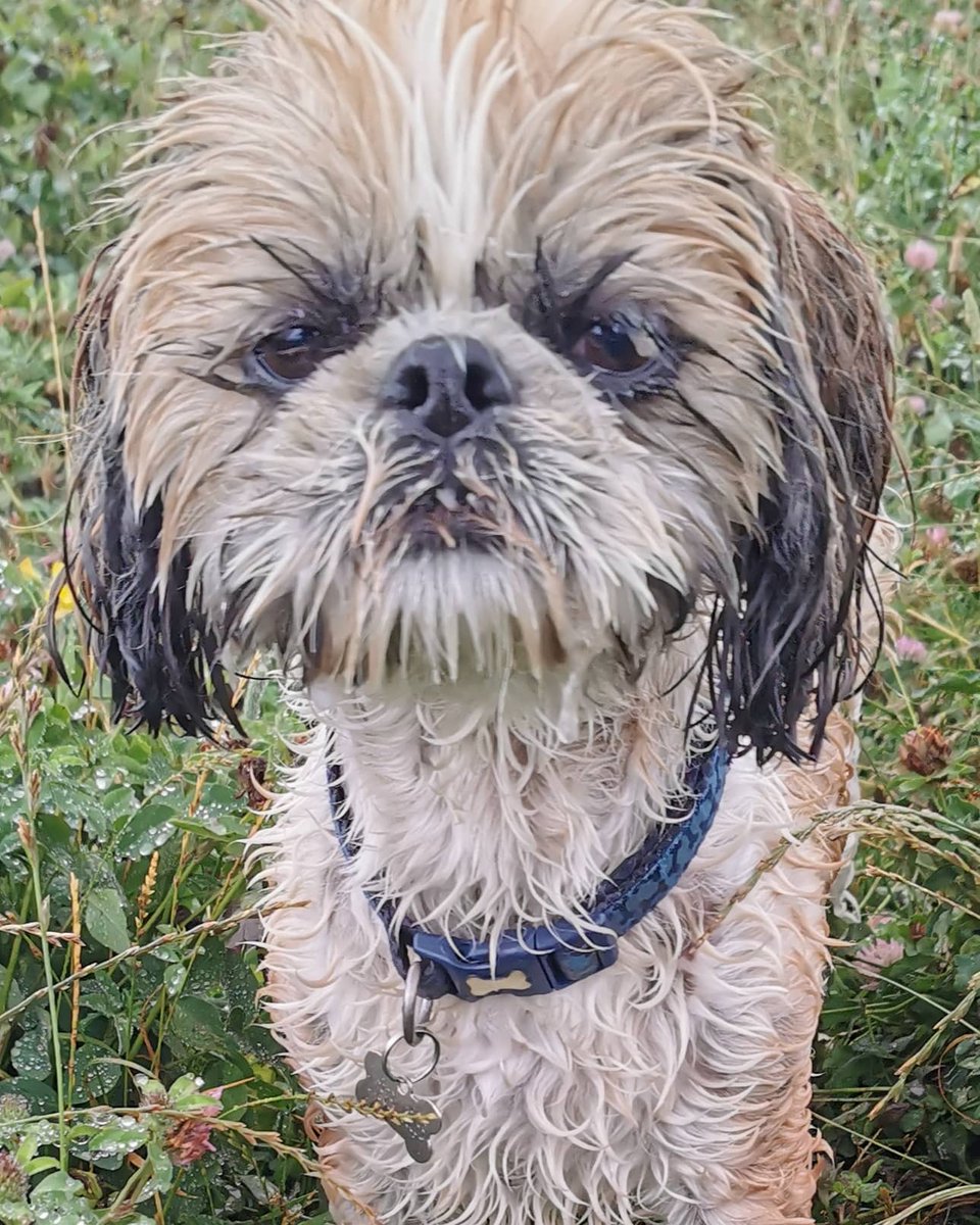 HappyDogsRDG's tweet photo. There are literally no words to describe the contempt on Bruce's face today regarding the weather. The crew members even had the nerve to run around and get him wet. 
It's just not on 😡🤣
#wethairdontcare #nothappy #shihtzusoftwitter
#happydogs #dogsoftwitter https://t.co/KcV3gxgEyp