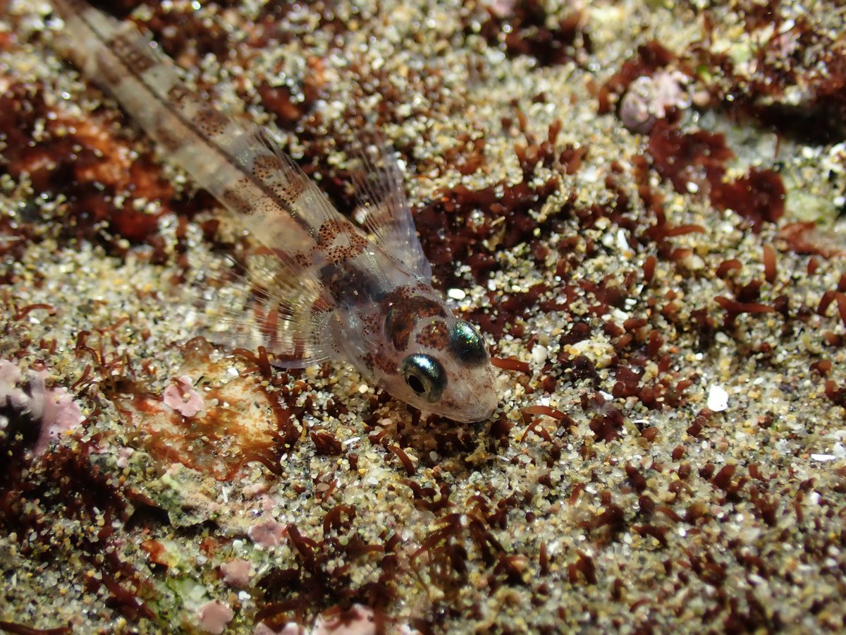 ¿Qué es un pulso de invierno? Llegan los  nuevos habitantes a la costa. Si bien es común que los peces se asienten en primavera y verano (zonas templadas y frías), también es posible observar (con mucha menos frecuencia) estos eventos durante los meses fríos y menos favorables...