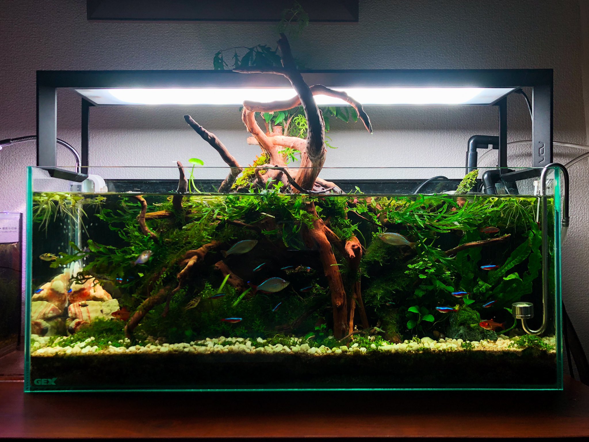 流木レイアウト Twitter Search Twitter