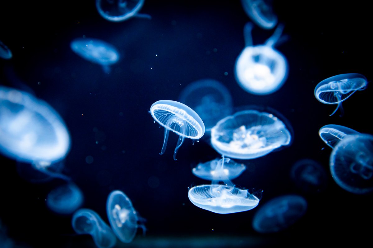 kaicosphoto's tweet photo. たまには一人で水族館も良いね。

#京都水族館　#kai画　#kaipic
＃水族館
#写真好きな人と繋がりたい 
＃キリトリセカイ https://t.co/msloepdfwg