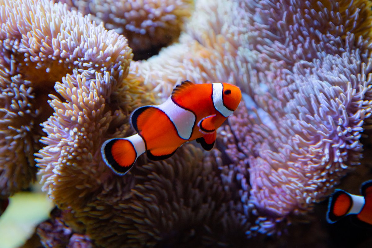 kaicosphoto's tweet photo. たまには一人で水族館も良いね。

#京都水族館　#kai画　#kaipic
＃水族館
#写真好きな人と繋がりたい 
＃キリトリセカイ https://t.co/msloepdfwg