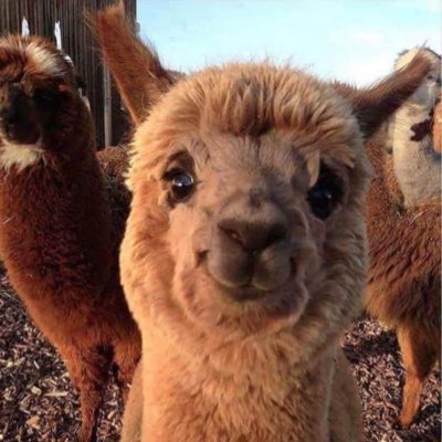 HonSomKrigar's tweet photo. Nytagen bild på mig, jag blev visst en söt alpacka under natten 🤣✌🏻😍

 #NewProfilePic
#alpacka 
#sötdöden https://t.co/tLhWoBKDeb