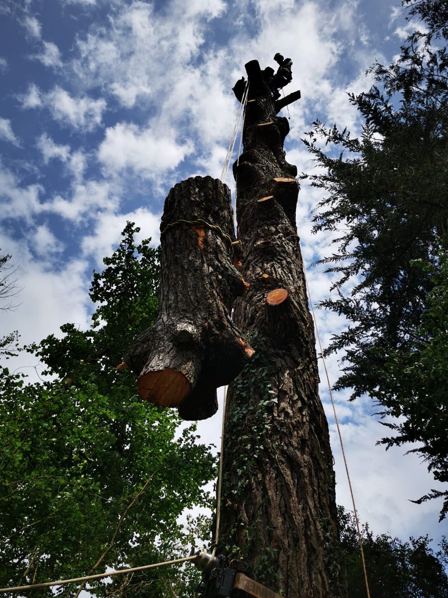 teigntrees's tweet photo. Fantastic job done by our tree teams, taking down a large Pine in Broadhempston last week. if you need any treework carrying out please call our office on 01626773499 to arrange a FREE no obligation quote.
#teigntrees #whatwedowednesday #arborists #treesurgeons #forst #nissan https://t.co/GdFV5d4CCI