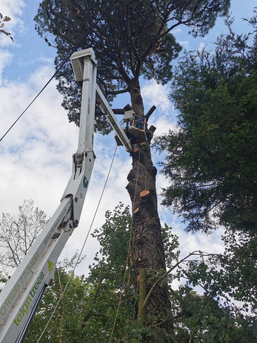teigntrees's tweet photo. Fantastic job done by our tree teams, taking down a large Pine in Broadhempston last week. if you need any treework carrying out please call our office on 01626773499 to arrange a FREE no obligation quote.
#teigntrees #whatwedowednesday #arborists #treesurgeons #forst #nissan https://t.co/GdFV5d4CCI