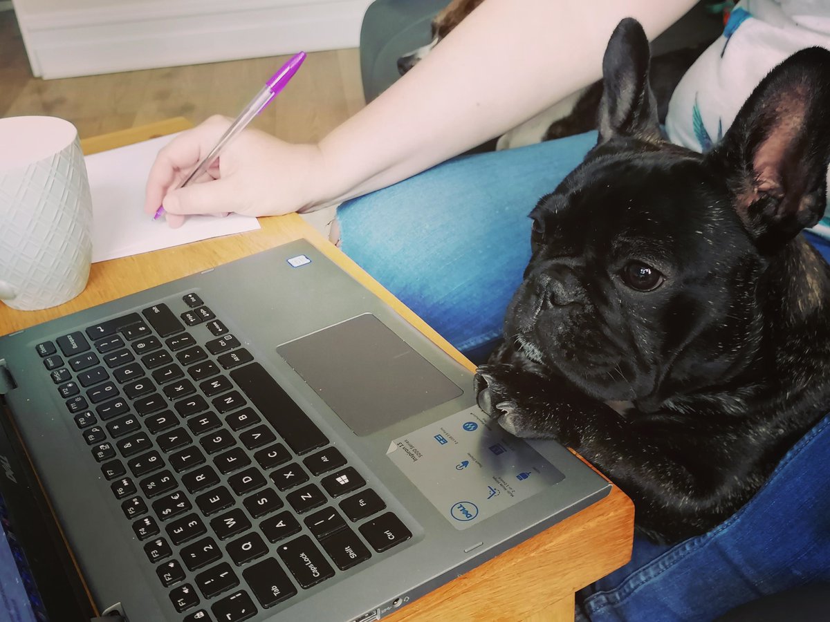 Onpoint_Vickie's tweet photo. Our latest recruit at On Point is working hard to meet client requirements...... Does anyone else find working from home trying at times #handsoffmycomputer #bringyourdogtowork #workingfromhome https://t.co/fHL6pIgATy