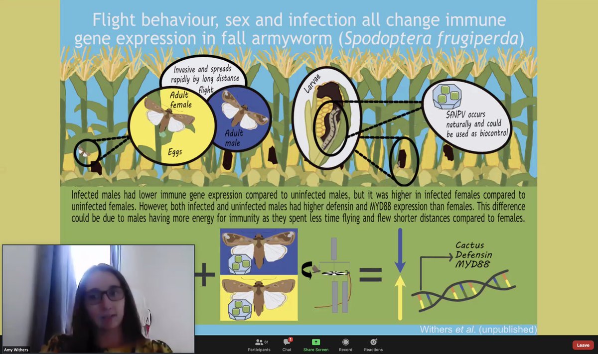 cs422's tweet photo. @AmyJaneWithers giving a fantastic talk at the @ENVISIONDTP digital conference
#fallarmyworm #WomenInSTEM #womeninscience #envisiondtp #phdlife #envisionconfernce2020 https://t.co/qSp7weLlEi