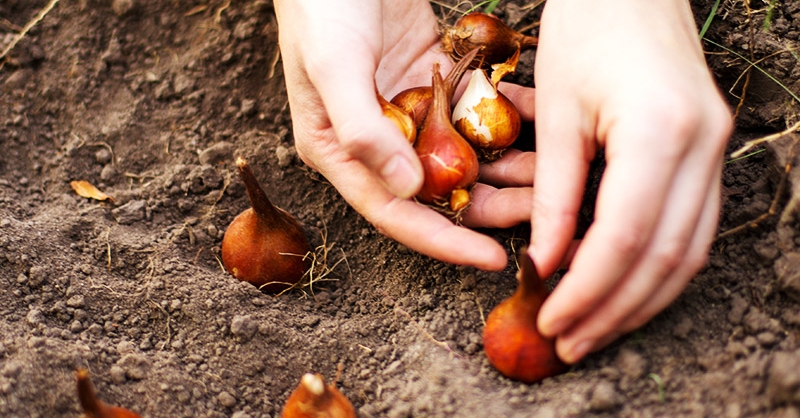 Why Aren't My Flowers Blooming? |Garden Questions | Bulb Blog bulbblog.com/what-are-my-fl…