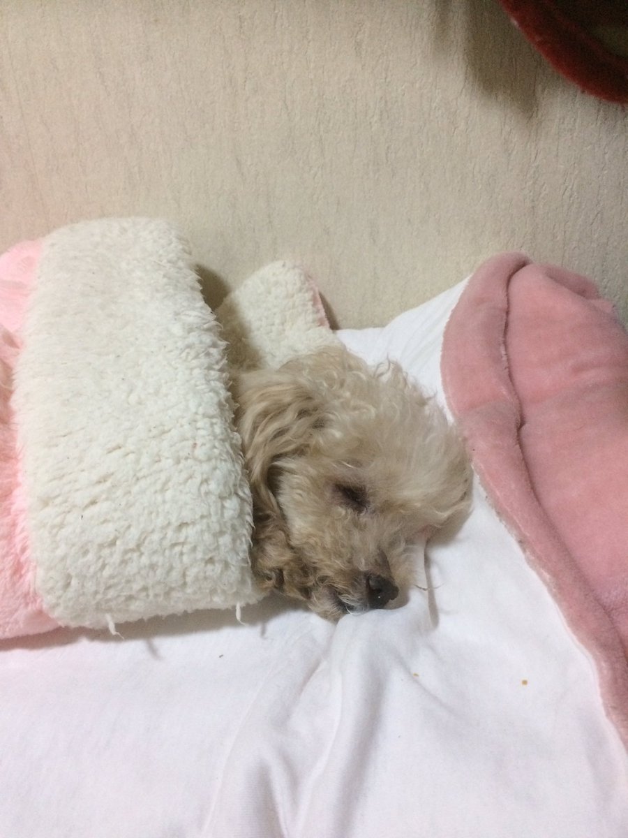 ぷりやん 寒がりのぷりんは 肌寒い日はボアのベッドに潜り込んで寝てます しっぽ会 トイプードル 犬好きな人と繋がりたい ぷりやん 寒がりのぷりんは 肌寒い日はボアのベッドに潜り込んで寝てます しっぽ会 トイプードル 犬好きな人と繋がりたい