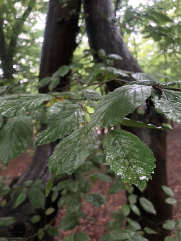 Annareporting's tweet photo. #Forestbathing on #Londonteaat3 #Annainhermanor with @natureasnurture in Queen’s Wood, Highgate @middleagedminx @bbcradiolondon 🌳 https://t.co/NcPw5G37s1