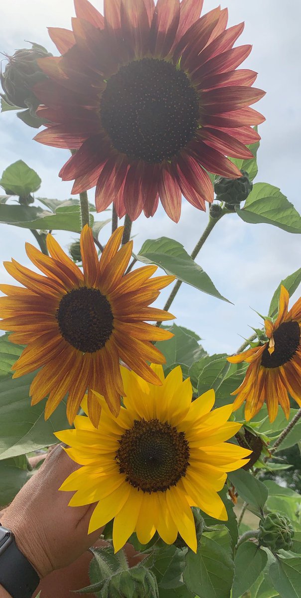 _sheellbbii's tweet photo. My sunflowers were so pretty this time last year 🥰 https://t.co/26zCtdbsYB