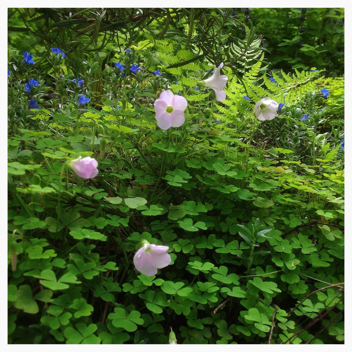 Hal_Duncan's tweet photo. Day 116 of #100DaysOfPlants and it's wood sorrel up next, this wee patch one of the smols giving Smolsneuk its name. Dainty wee thing, it's all the more adorable when you see its flowers nodding one by one under the weight of a bumble bee moving between them. https://t.co/xhcE4Re4b6
