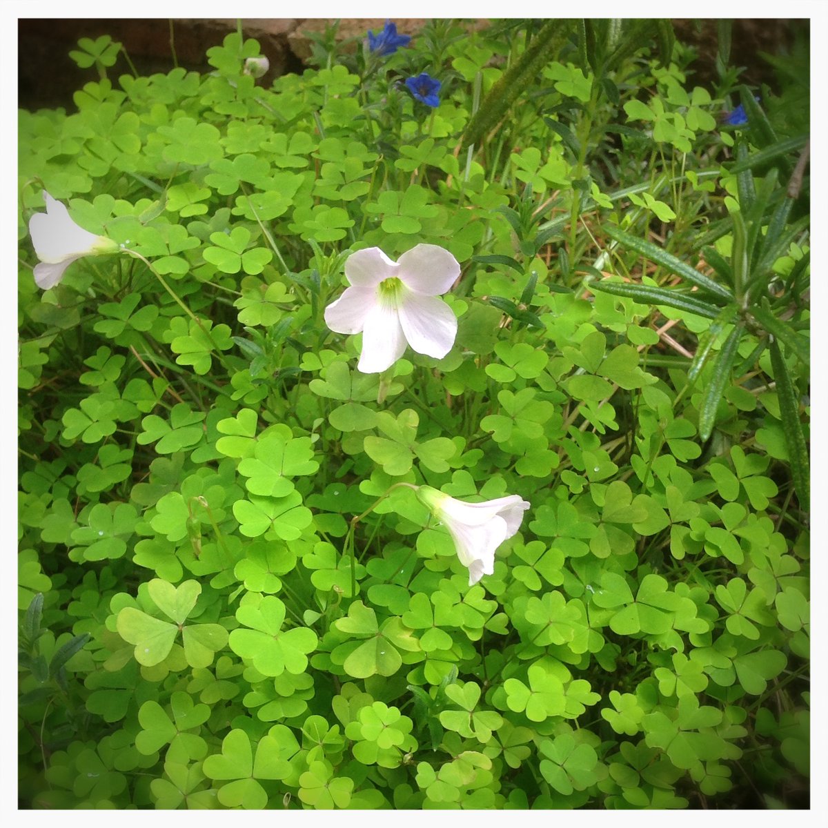 Hal_Duncan's tweet photo. Day 116 of #100DaysOfPlants and it's wood sorrel up next, this wee patch one of the smols giving Smolsneuk its name. Dainty wee thing, it's all the more adorable when you see its flowers nodding one by one under the weight of a bumble bee moving between them. https://t.co/xhcE4Re4b6