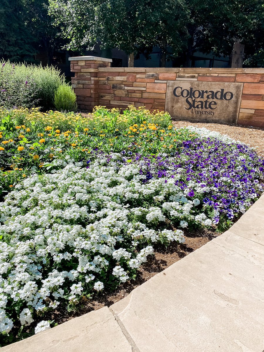 csu_chemistry's tweet image. Temps may be nearing 100, but July is still looking beautiful 🌸🌼🥵#coloradosummer #csucampus