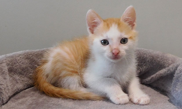 SPA_Montlucon's tweet photo. A l'#adoption : 2 nouveaux #chatons :
- Ruben : ♂️ roux et blanc
- Rocky : ♂️ roux et blanc

✅ Identifés
✅ Vaccinés
✅ Testés Felv/Fiv : négatifs
☑️ Castrés prochainement

➡️ https://t.co/ymYfcvnUaA https://t.co/HHhxRBjCZ8