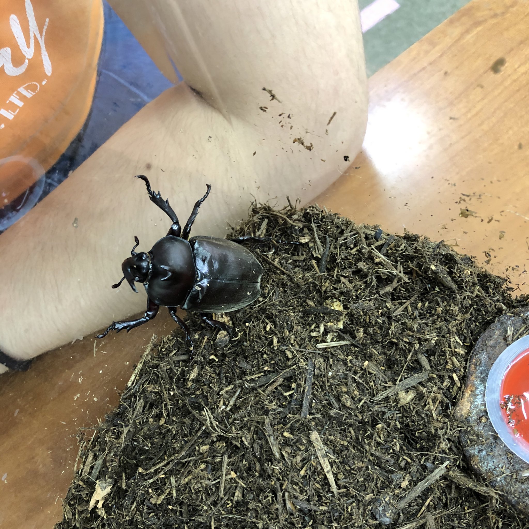 カブトムシの成虫 Twitter Search Twitter