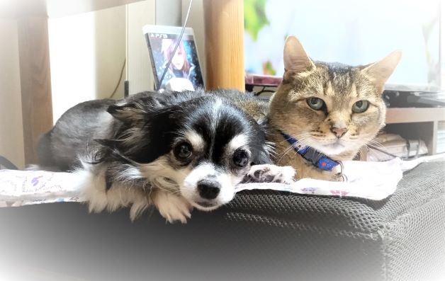 perotytan's tweet photo. 今日の仲良しトトちゃん🐱とココちゃんです🐶

#犬と猫どっちも飼ってると毎日たのしい
#チワワ #マンチカン https://t.co/49q0zBHSaP