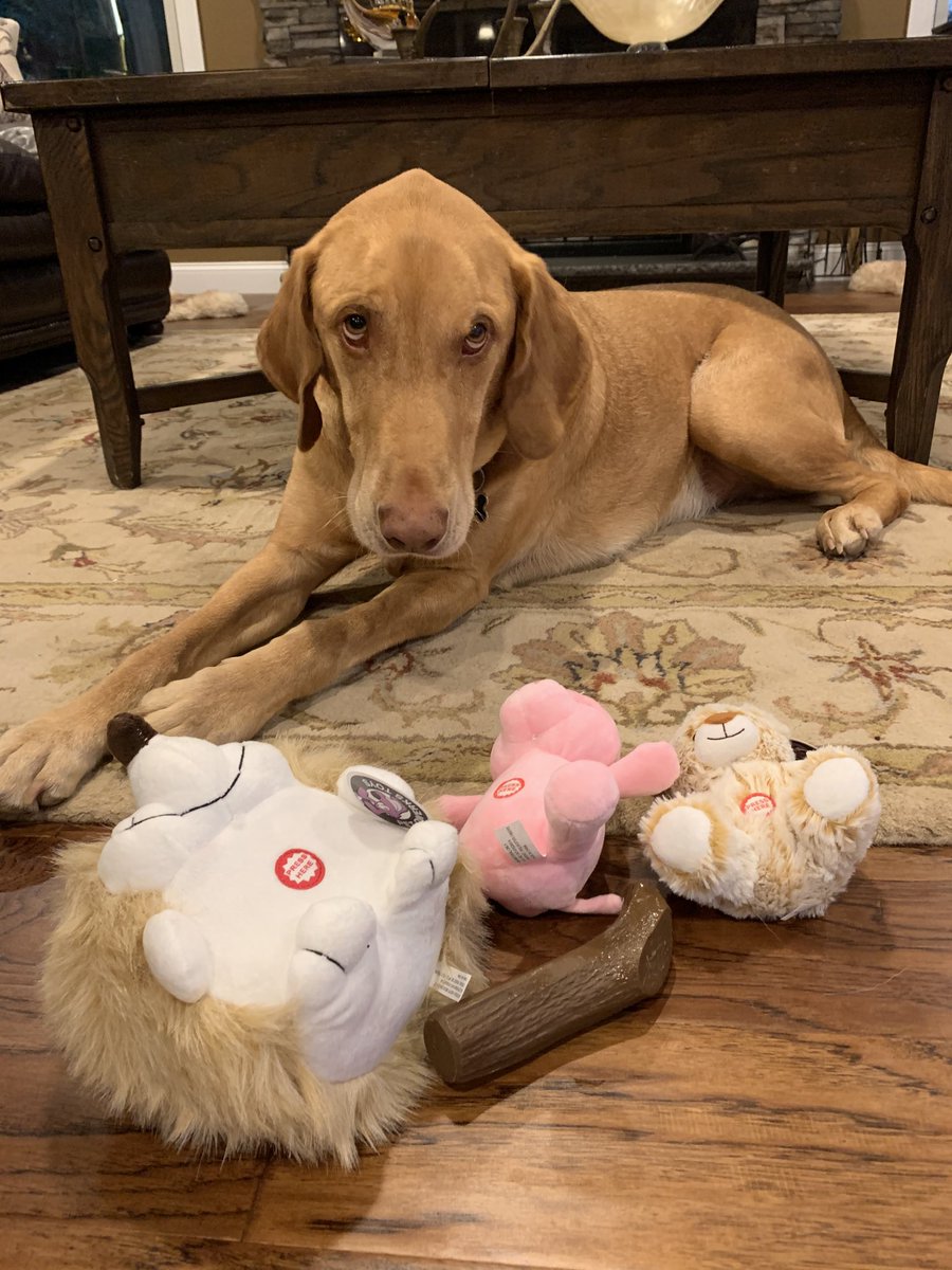 Beata_Azlan's tweet photo. Mom! Enough of pictures!! ๐I really want to play with my new toys!!! ๐งธ๐ท. ๐พ๐คฃ. #dogsoftwitter #dogs #cutedogs #adorablepup #WednesdayVibes #funnydogs #goofydogs #labs โฆ@PetQwerksToysโฉ https://t.co/ITFuytpwd7