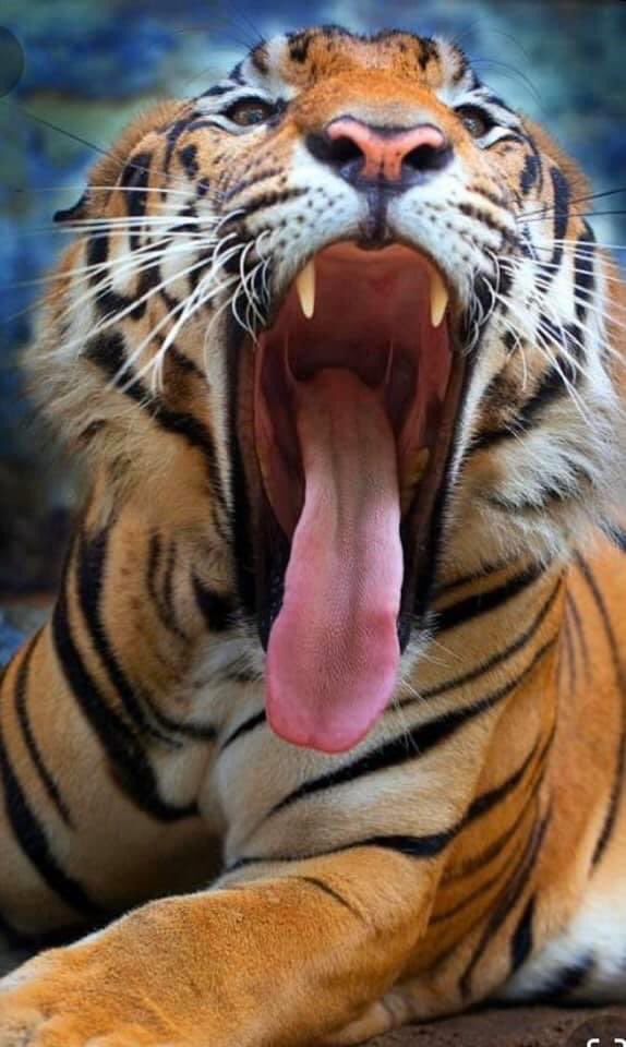 FrankDuffy's tweet photo. I’m going in dat #holddattiger cage. @chrisdimino @CelliniNick @Sean_Nerny @680TheFan :) https://t.co/rwOnnKUVoR