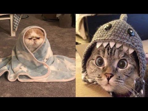 MeowMoeDotCom's tweet photo. 🤣Funny and Cute Cats😻 Complication😹 #4
#Cats #Cat #Kittens #Kitten #Kitty #Pets #Pet #Meow #Moe #CuteCats #CuteCat #CuteKittens #CuteKitten #MeowMoe #CuteCats #CUTECATSCOMPLICATION #CuteCatsVideo #CuteCatsVideos #CuteKittensVideos
https://t.co/x6H9hNUBZb https://t.co/mjunkeTzHE