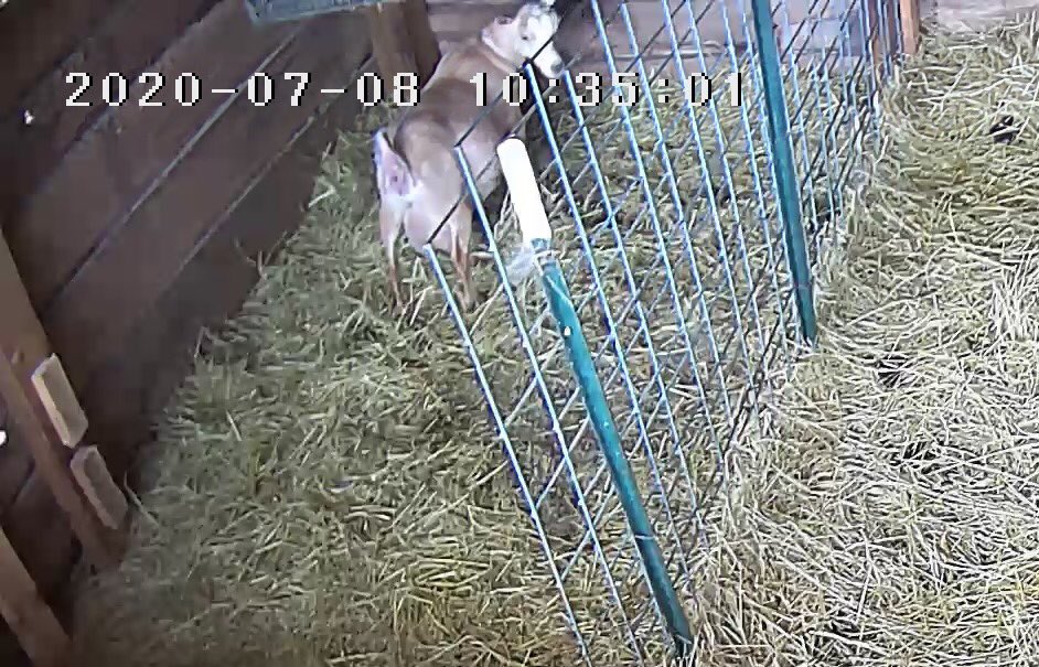 Giving her some space and watching the barn camera. Last time it took her a few hours to deliver from this point, but one kid wasn’t positioned properly so I had to assist. Here’s hoping everything goes well and I don’t have to put my hand inside a goat today.