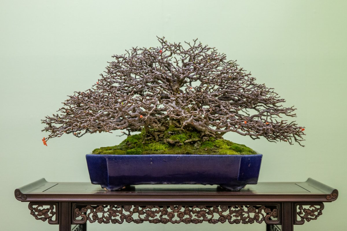 Bonsai Empire On Twitter Bonsai On Display At The Taikan Ten Exhibition In Kyoto Japan Bonsai Japan See Https T Co O6luxwljh5