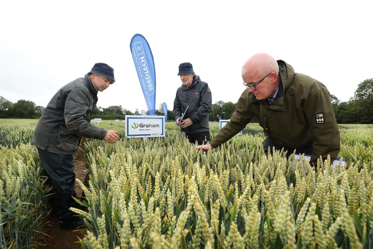 seedtechnology's tweet photo. A busy day in the first of 6 Seedtech crops walks this week. 
Tim O Donovan, Greg Brophy  and Jim O Neill looking at Graham winter wheat which is the No. 1 wheat for 2020  Syngenta Seed https://t.co/G2nZXjmYY8  ~ https://t.co/JOYscWnEYR