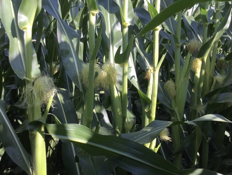 Nice identical ear placement!
#DeltaForceatwork <a href="/precisionplant/">Precision Planting</a>