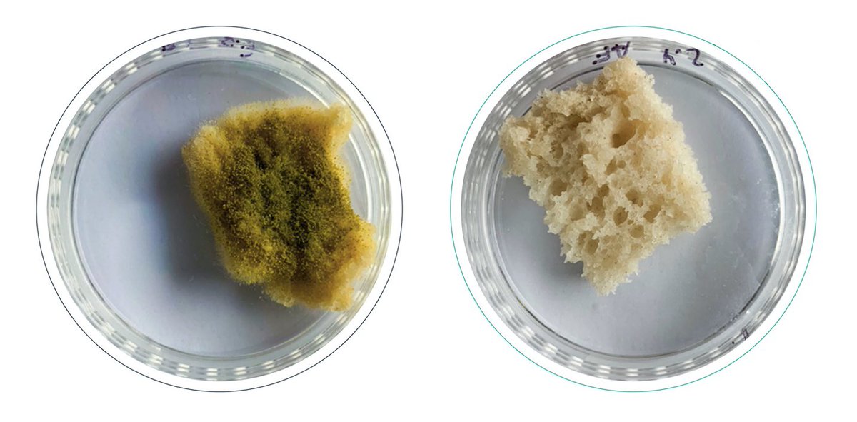 SynBioBeta (@synbiobeta) on Twitter photo If you add 50,000 fungal spores to bread, after 20 days it will look like the green thing on the left. Bread made with @Proterabio’s natural protein, on the right, prevents mold from forming
👉 bit.ly/2Z3D0G2
#foodtech #futurefood #futureoffood <a href="/ForbesScience/">Forbes Science</a> <a href="/ForbesTech/">Forbes Tech</a> If you add 50,000 fungal spores to bread, after 20 days it will look like the green thing on the left. Bread made with @Proterabio’s natural protein, on the right, prevents mold from forming
👉 bit.ly/2Z3D0G2
#foodtech #futurefood #futureoffood <a href="/ForbesScience/">Forbes Science</a> <a href="/ForbesTech/">Forbes Tech</a>