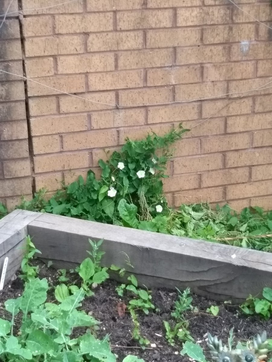 Andywales55uk's tweet photo. @AndyNewport55uk more pics from today in the garden https://t.co/uJ607fhzct