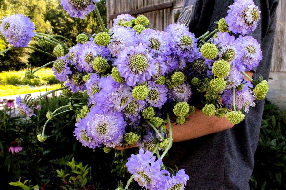 Fun with the Scabiosa! 💖
Not only are they a sight to behold by us, but they are especially attractive to butterflies, too!
