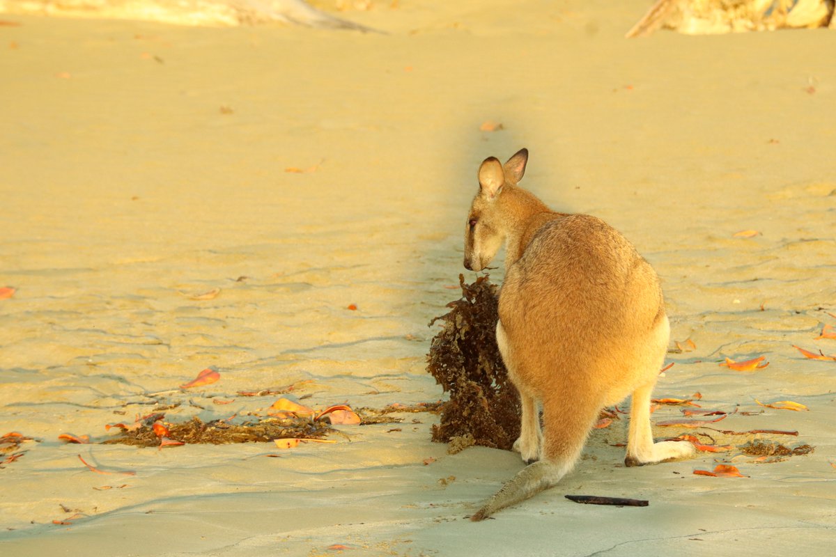 thepathitravel's tweet photo. #CapeHillsborough es el sitio perfecto para disfrutar de un amanecer espectacular y, al mismo tiempo, ¡ver canguros y wallabies! 😍 Eso si, no se te pueden pegar las sábanas, porque bajan a la playa antes del amanecer para buscar comida. #Australia https://t.co/25yNpwI20d