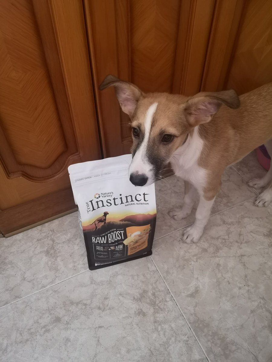 Taty38978845's tweet photo. Gracias a #TrueInstincEs hoy hemos recibido su gama #RawBoost mi perri esta tan contenta que no ha podido esperar y mordía la bolsa a ver si pillaba algo😂😂 https://t.co/CLo9uEXeQp