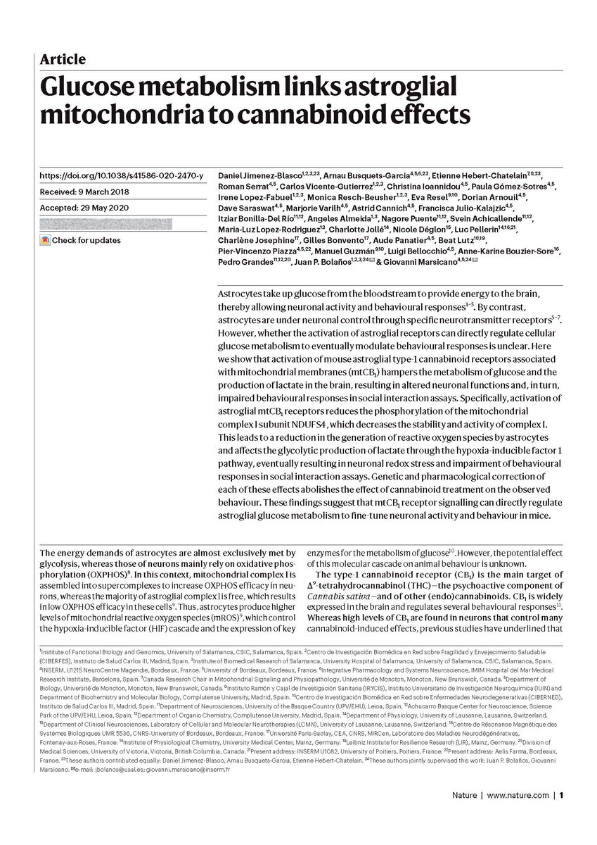 ibfg_es's tweet photo. #IBFG_Paper | @bolanosjuanp´s lab &amp; @MarsicanoLab have published in @nature the article "Glucose metabolism links astroglial mitochondria to cannabinoid effects". 
More info: https://t.co/UhmXQa83FC
Group web: https://t.co/vPgcS2cbiV https://t.co/QAKN8MnJh7