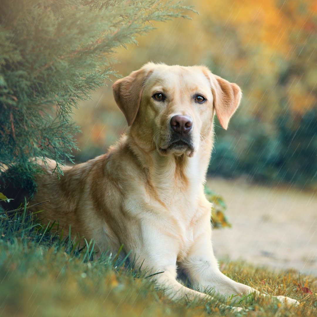 cbdchoiceuk's tweet photo. Susan Buck has been adding our #CHOICE Natural 10% oil to her Labrador’s food to help with his arthritis.
“Charlie’s quality of life has improved drastically, I would recommend this to everyone!” 🐶

(We strongly suggest consulting your vet before adding CBD to your pet’s diet.) https://t.co/zadOrF7Onr
