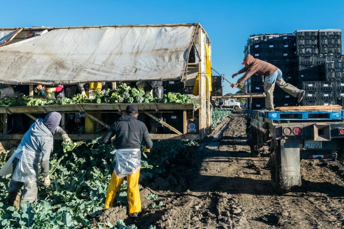 NFUDC's tweet photo. Heat stress is a significant risk for farmers and farmworkers in the summer.

But as the climate changes, the problem is expected to get worse: the number of days that are too hot to work outside will almost double by 2050 and triple by 2100. 

https://t.co/81rmzsQxJg https://t.co/Ks3zaLClxK