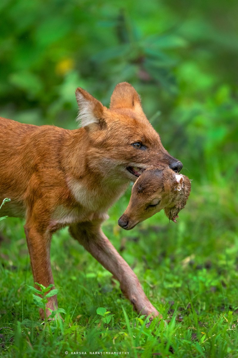 HJunglebook's tweet photo. The Whistling Hunter.A Dhole or the Indian Wild Dog carries the head of a young fawn after he and his pack of two more dogs had made a kill and fed on this fawn.
@ParveenKaswan @susantananda3 @deespeak @SudhaRamenIFS @NaturelsLit @NaturelsLit @BuitengebiedenB @justinbieber https://t.co/KwI4GwRBoI